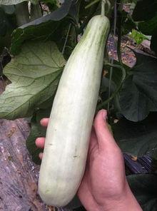 吃瓜视频网红的,揭秘吃瓜视频网红的崛起之路