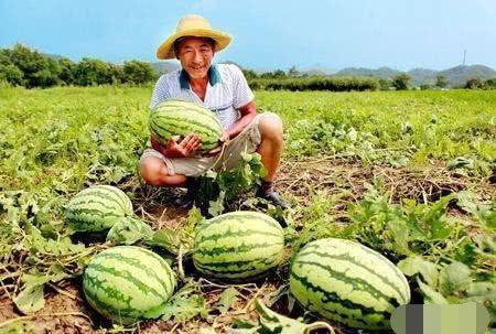 瓜农今日吃瓜网