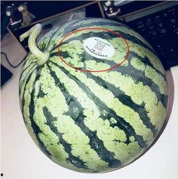 江西吃瓜网红,揭秘赣菜背后的故事与魅力